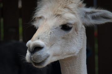 Obraz premium Alpaca head close-up
