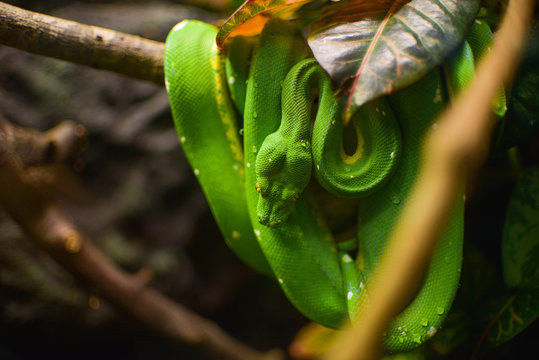Green snake