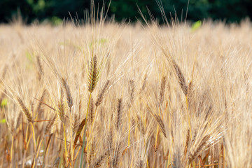 Fototapeta premium field of wheat in summer sun