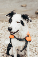 Border collie