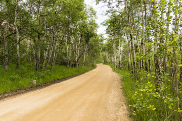 Dirt Road With Aspen Trees Horizontal
