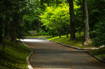 木漏れ日の散歩道