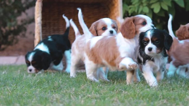 Beautiful Puppies Running in Field of bright green grass after being poured from a brown wicker basket on a warm day. Cute Dog Litter Video for animal breeders.