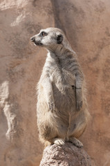 Meerkat On Guard Duty