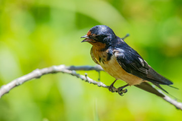 Fototapeta premium Swallows