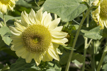 Helianthus (Sunflowers) Flowers - Pastel Yellow Petals