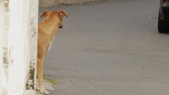 Perro se asoma