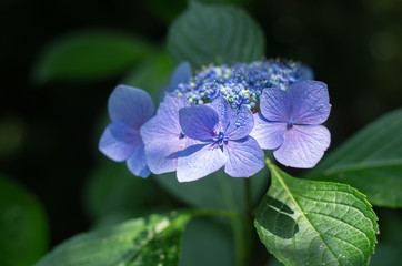 Obraz premium 水色の額紫陽花