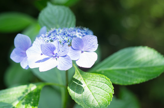 1 645 Best 額紫陽花 Images Stock Photos Vectors Adobe Stock 1 645 Best 額紫陽花 Images Stock Photos Vectors Adobe Stock