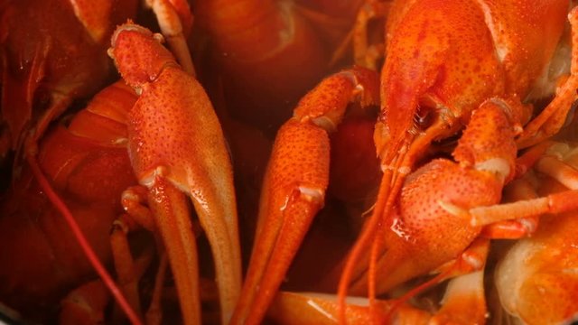 Crayfish cooked in boiling water with spices in a saucepan. 4k video

