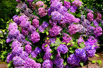 宝八幡宮のアジサイ