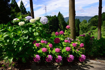 宝八幡宮のアジサイ