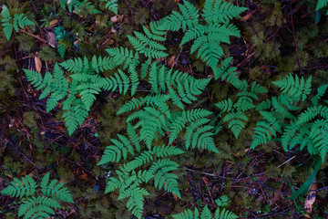 Ferns in the forest in Deming, Washington