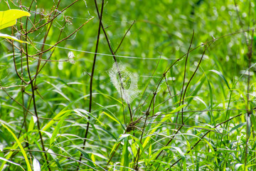 Spider webs on the tree.