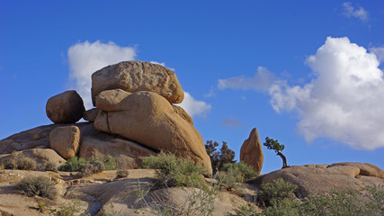 Juniper with boulders