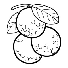 Litchi cartoon illustration isolated on white background for children color book