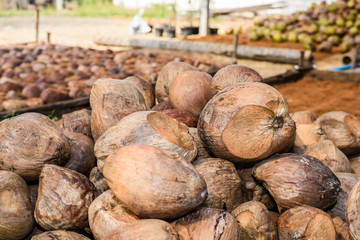 Group of Coconut Perfume is cutting head Arrange, Sort orderly preparations for such varieties for planting coconut trees