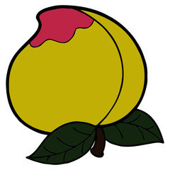 Peach cartoon illustration isolated on white background for children color book