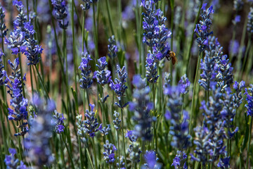 Lavender Field Bees 3
