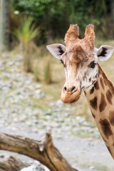 Close up face and neck side profile image of a giraffe