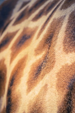 Close up background  image of the patterning on a Giraffe
