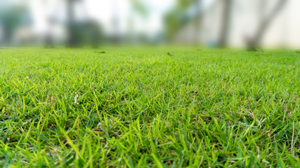green grass lawn court in the garden view