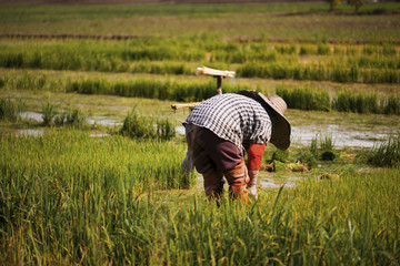 Naklejka na ściany i meble Asian farmer is withdrawn seedling and kick soil flick of Before the grown in paddy field,Thailand.