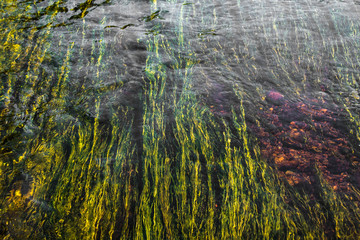 Art of green river weed in red rock bottom river