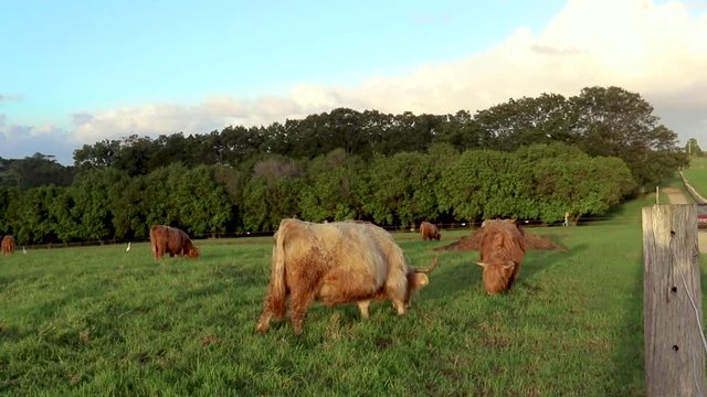 Cows and bulls happily grazing on green lush grass in a open farm field, paddock, meadow with blue skies, clouds, trees at sunset dusk