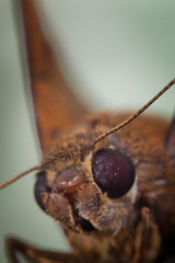 Macro shot of a moth
