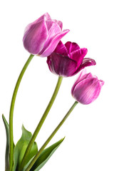 Flowers tulips with lilac-violet hues isolated on white background