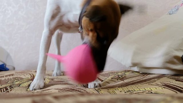 Fox terrier chews medical enema on bed. Dog animal gnaws a rubber toy