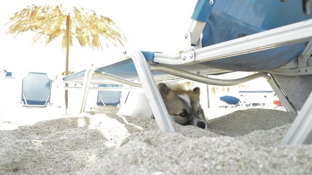 Dog relaxing under beach bed shezlong and sleep