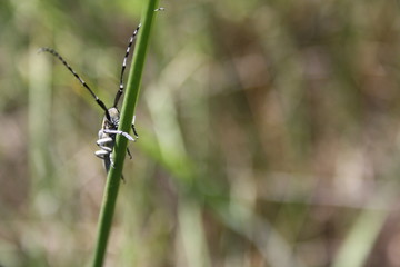 beetle