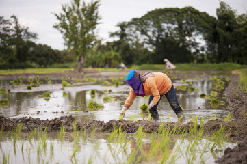 Fototapeta na wymiar Rainy season, farmers will grow rice to get water from rain Rural life style