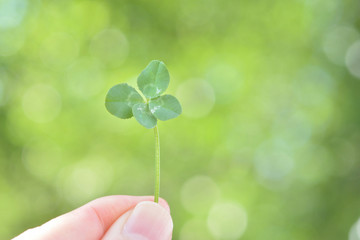 四つ葉のクローバー     © tamayura39