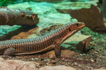 Sudan Plated Lizard in terrarium on green background.