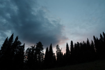 Dark silhouettes of high pines and spruces from below upwards on background of cloudy sunset sky with copy space. Template with coniferous trees close up in faded tones. Eerie atmospheric landscape.
