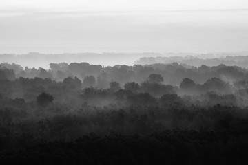 Mystical view on forest under haze at early morning. Eerie mist among layers from trees silhouettes...