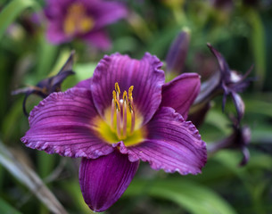 Purple Lily