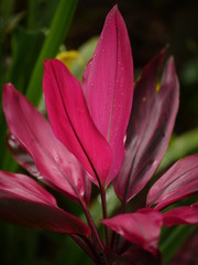 Fototapeta premium Ti plant cordyline fruticosa tropical colorful foliage good luck plant in Hawaii 