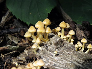 Family of small yellow mushrooms