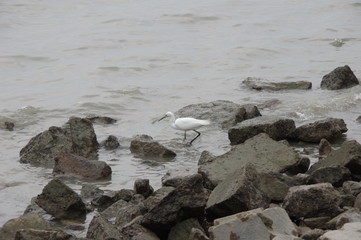 bird