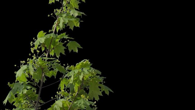 Beautiful tree branches with green leaves in early spring on the alpha channel