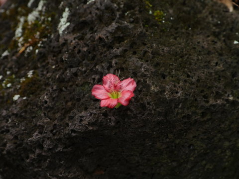 red abutilon, Red ilima, abutilon menziesii, hawaii native flower plant kooloa ula on rock