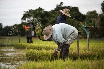 Asian farmers withdraw seedlings for rice planting