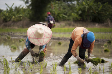 Thai farmers grow rice with fluency.