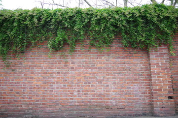 wall