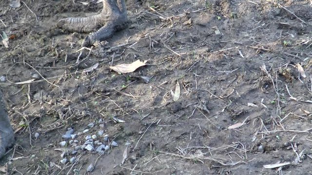 4K, closeup of Emu walks. Emus have three toes on each foot in a tridactyl arrangement. Dromaius novaehollandiae is endemic to Australia and the second-largest living bird by height-Dan