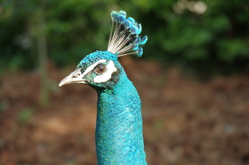 peacock